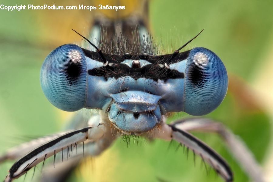 Beak, Bird, Anisoptera, Dragonfly, Insect, Invertebrate, Asilidae