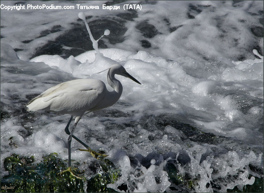 Ardeidae, Bird, Crane Bird, Heron, Egret, Waterfowl