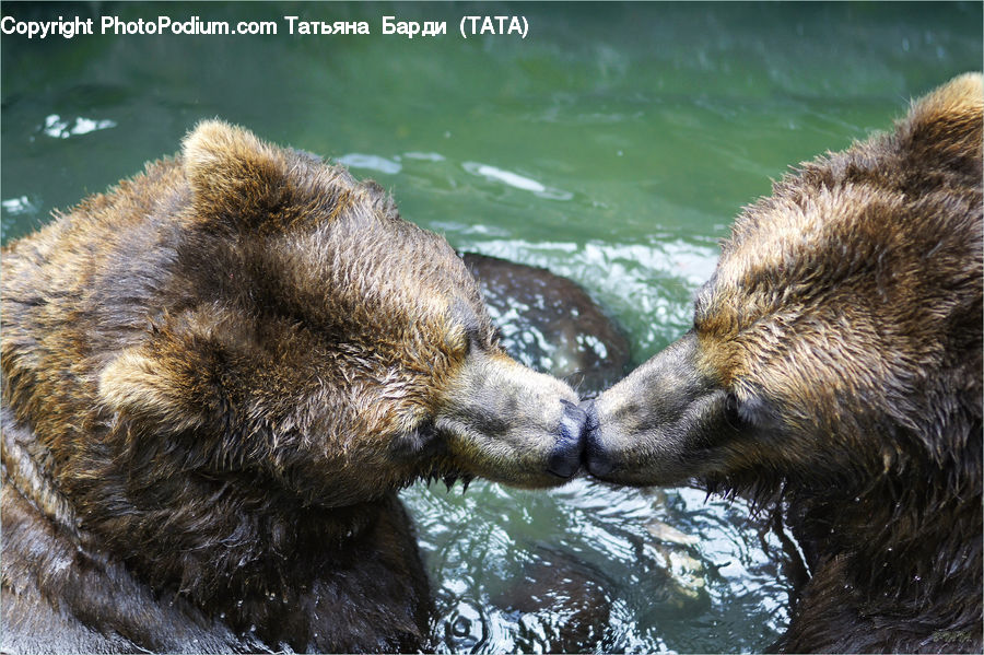 Animal, Bear, Brown Bear, Mammal, Otter