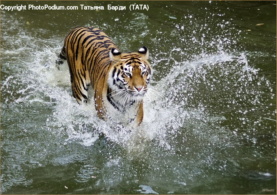 Animal, Mammal, Tiger, Water