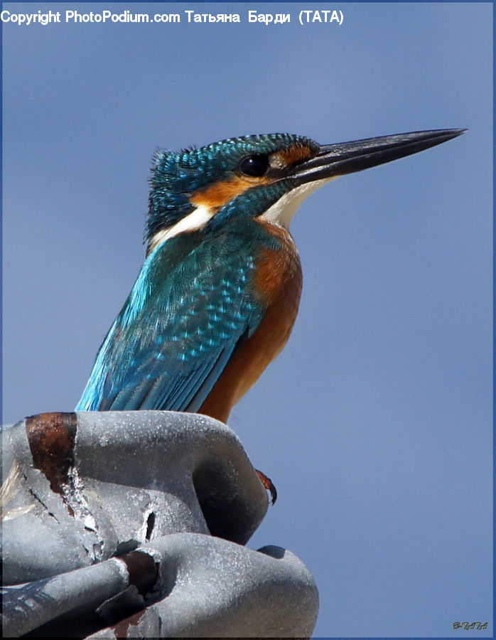 Bee Eater, Bird, Booby, Beak, Head, Portrait