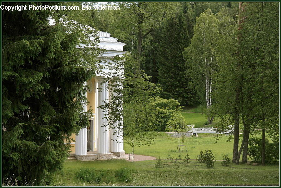 Conifer, Fir, Plant, Tree, Building, Cottage, Housing