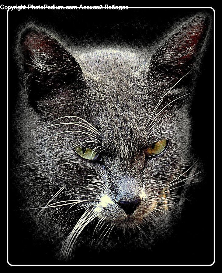 Animal