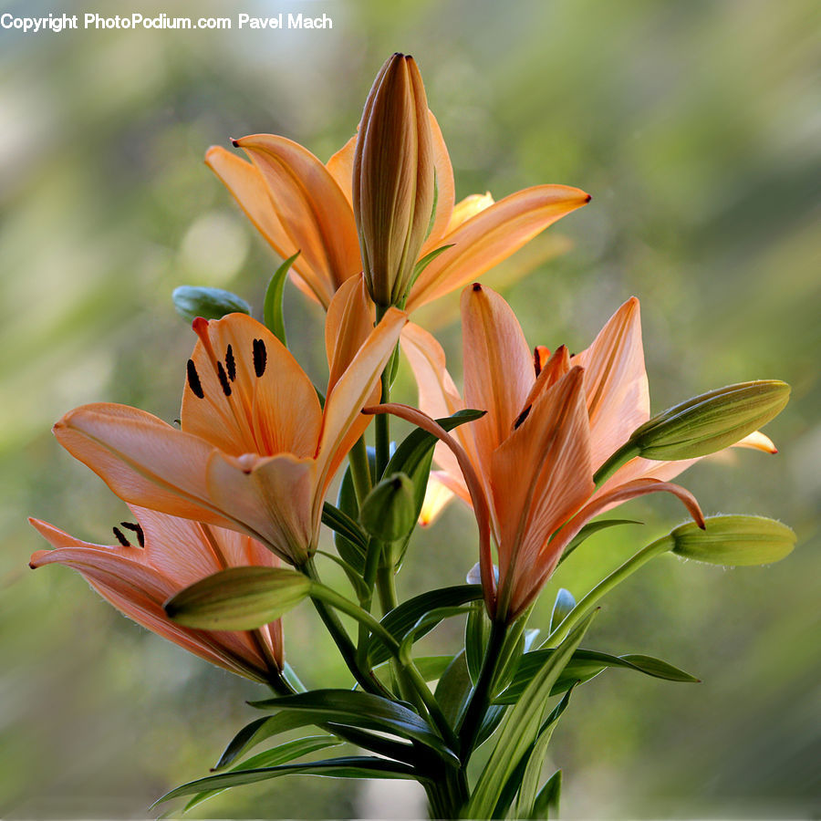 Flora, Flower, Lily, Plant, Treasure Flower, Gladiolus, Blossom