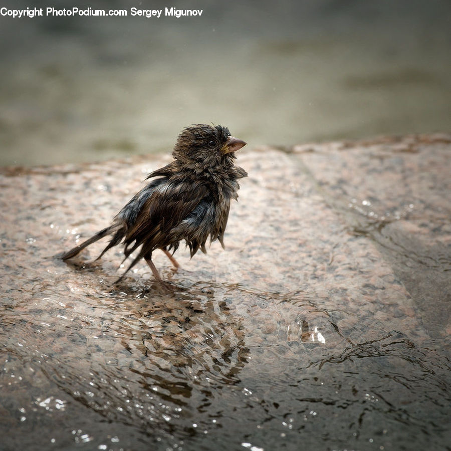 Beak, Bird