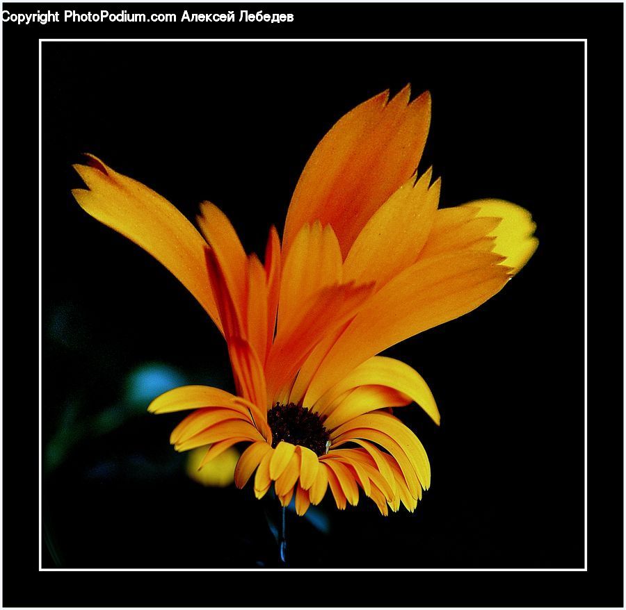 Flora, Flower, Lily, Plant, Blossom, Crocus, Daisies