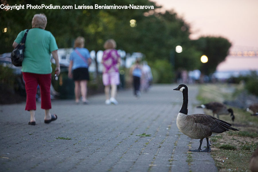 Human, People, Person, Bird, Goose, Waterfowl, Leisure Activities
