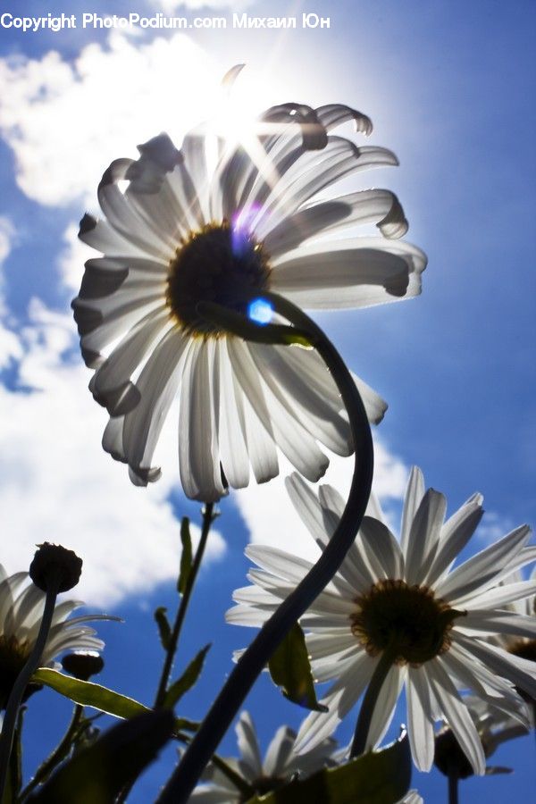 Aster, Blossom, Flower, Plant, Daisies, Daisy, Asteraceae