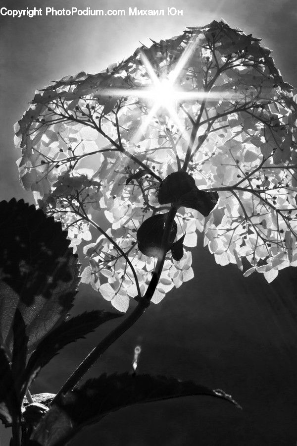 Blossom, Flora, Flower, Plant, Tree, Lighting, Oak