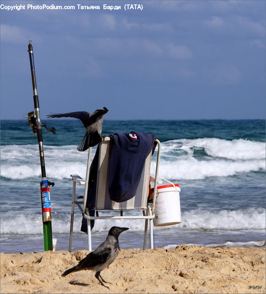 Bird, Blackbird, Crow, Cormorant, Waterfowl, Beach, Coast