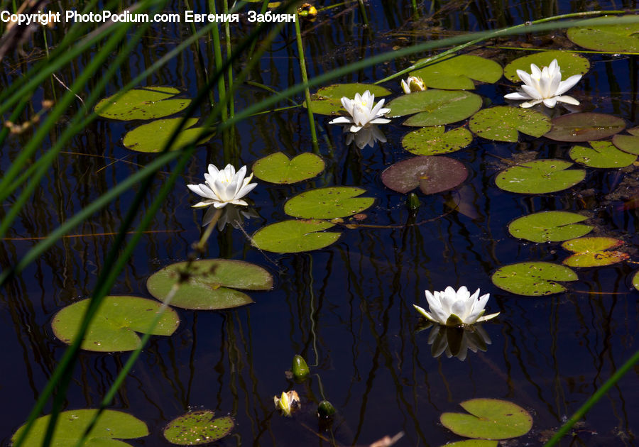 Flower, Lily, Plant, Pond Lily, Outdoors, Pond, Water