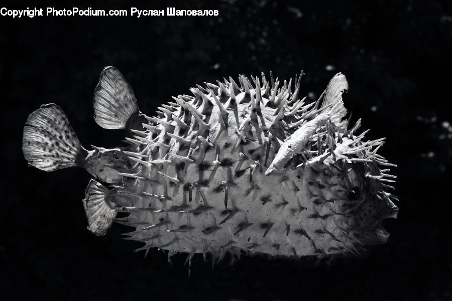 Garlic, Plant, Clam, Sea Life, Seashell, Fish, Puffer