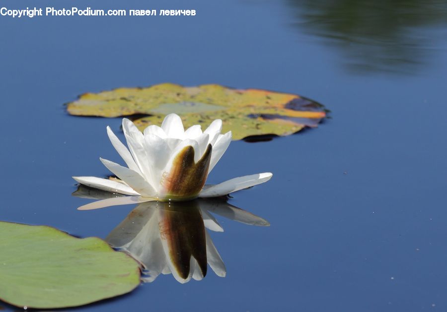 Flower, Lily, Plant, Pond Lily, Blossom, Flora, Daffodil