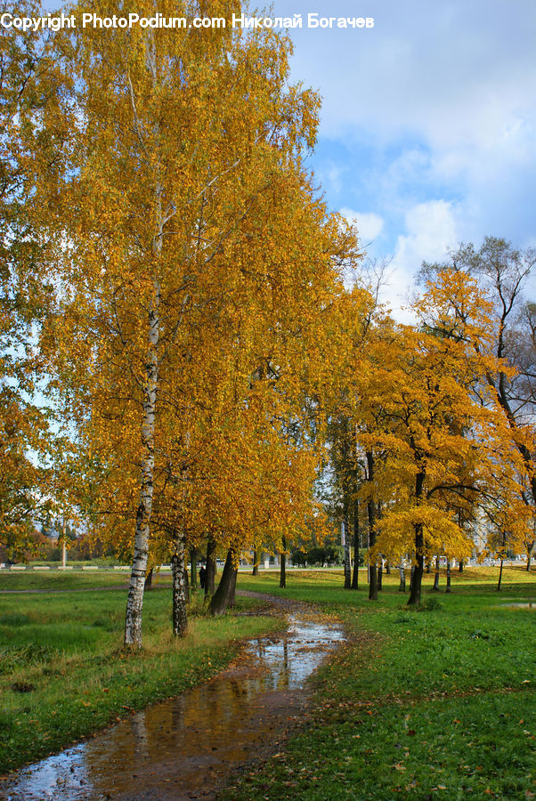 Birch, Tree, Wood, Park, Plant, Campus, Conifer