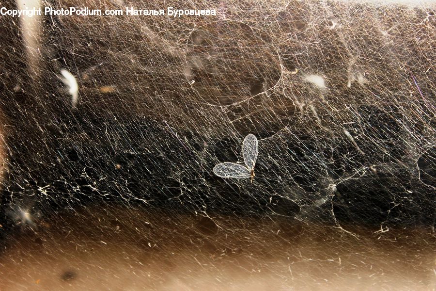 Insect, Spider Web, Field, Grass, Grassland, Plant, Aerial View
