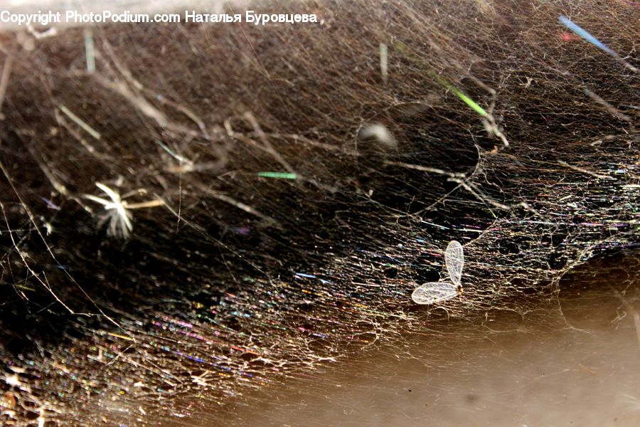 Soil, Ice, Outdoors, Snow, Water, Insect, Spider Web