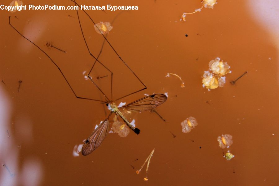 Insect, Invertebrate, Mosquito, Arachnid, Black Widow, Garden Spider, Spider