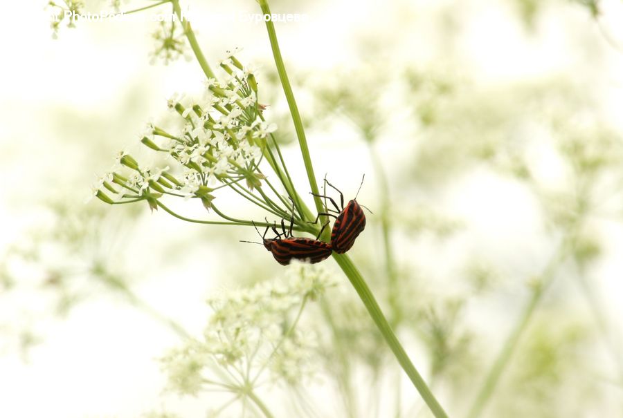 Dill, Plant, Arachnid, Garden Spider, Insect, Invertebrate, Spider