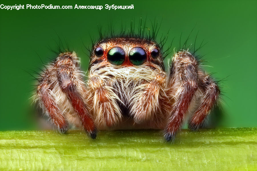 Arachnid, Garden Spider, Insect, Invertebrate, Spider