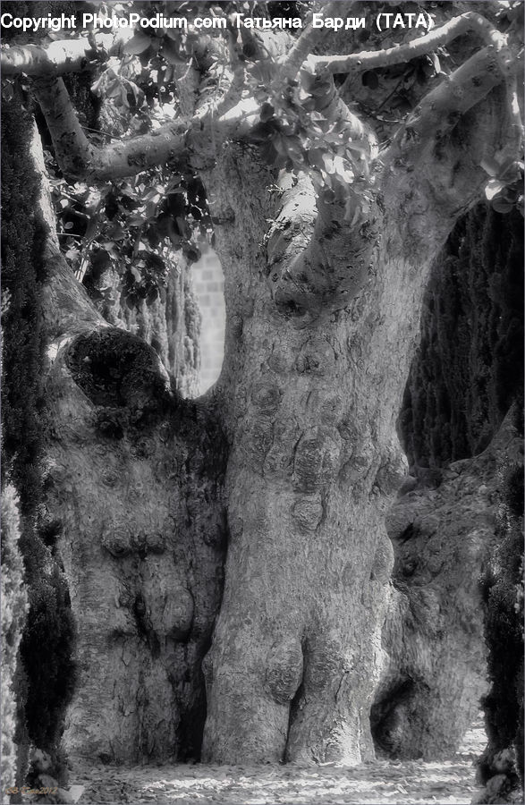 Oak, Tree, Wood, Plant, Forest, Vegetation, Rock
