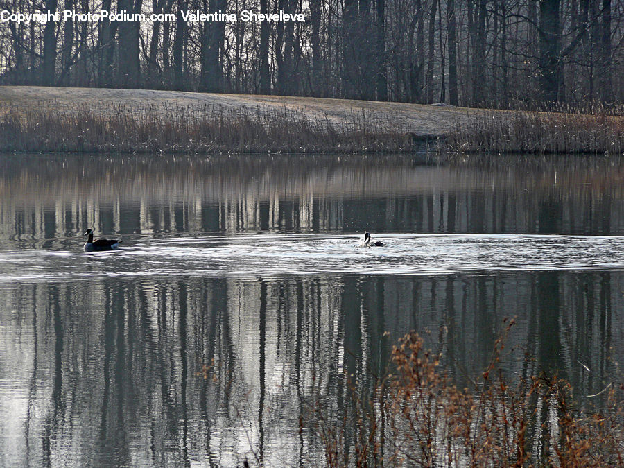 Land, Marsh, Outdoors, Swamp, Water, Birch, Tree