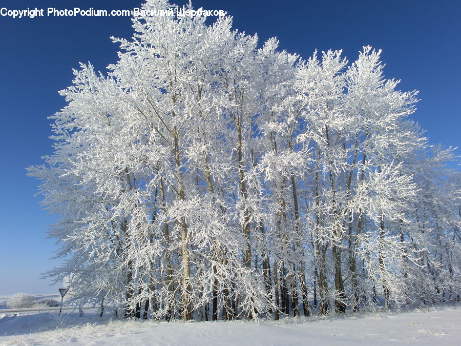 Frost, Ice, Outdoors, Snow, Birch, Tree, Wood