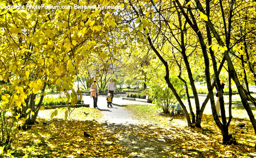 Blossom, Daffodil, Flora, Flower, Plant, Tree, Park