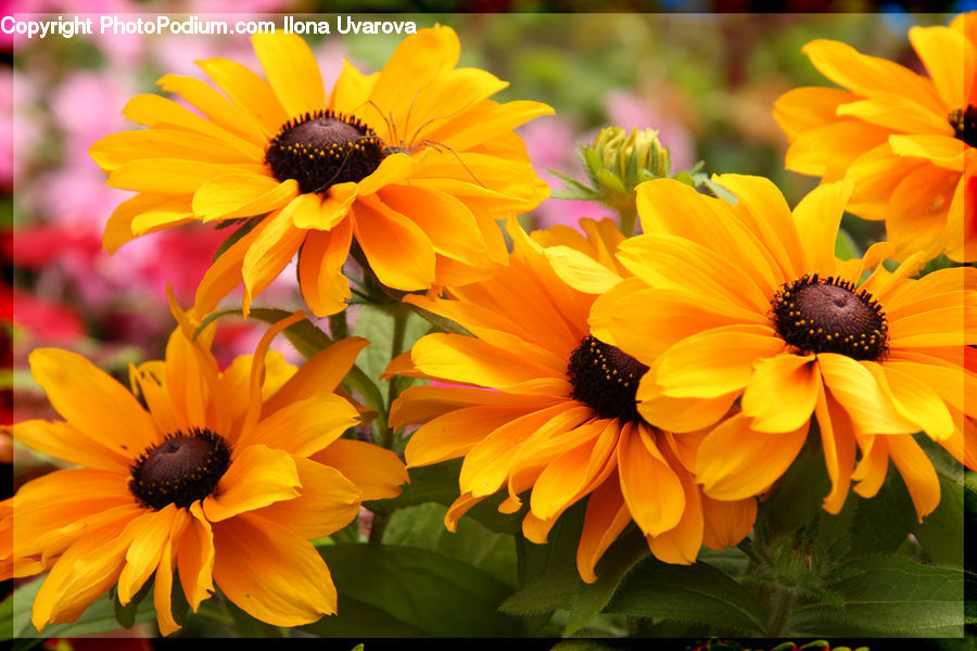 Blossom, Flora, Flower, Plant, Sunflower, Daisies, Daisy