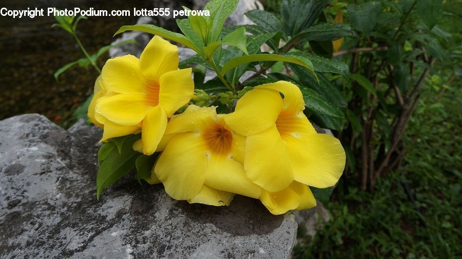 Flora, Flower, Gladiolus, Plant, Blossom, Daffodil, Tulip