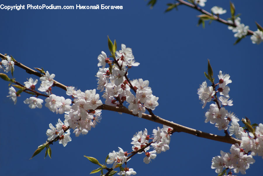 Blossom, Cherry Blossom, Flower, Flora, Plant, Potted Plant, Bud