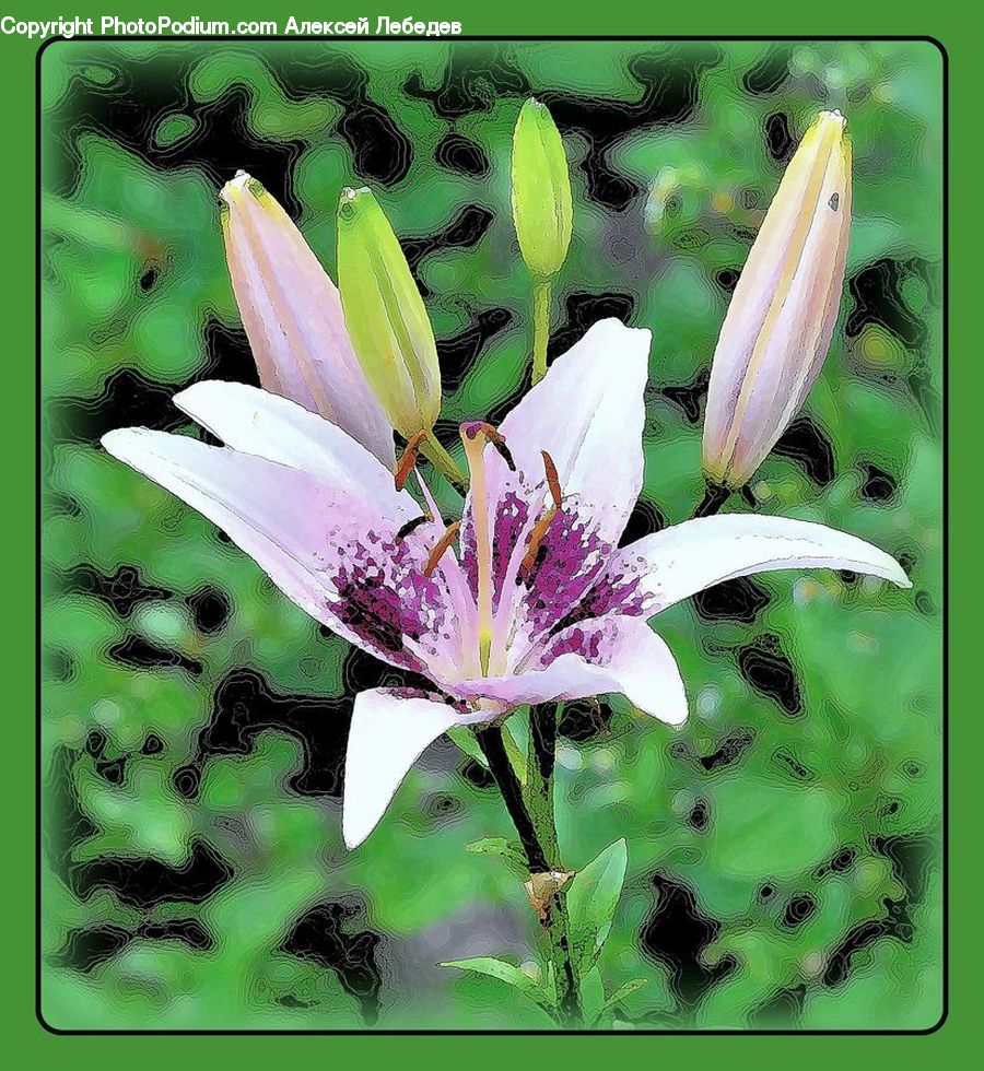 Blossom, Flora, Flower, Plant, Petal, Aquilegia, Anther