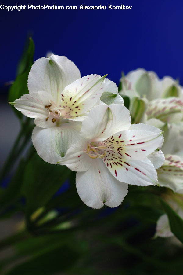 Blossom, Flora, Flower, Plant, Cherry Blossom, Geranium