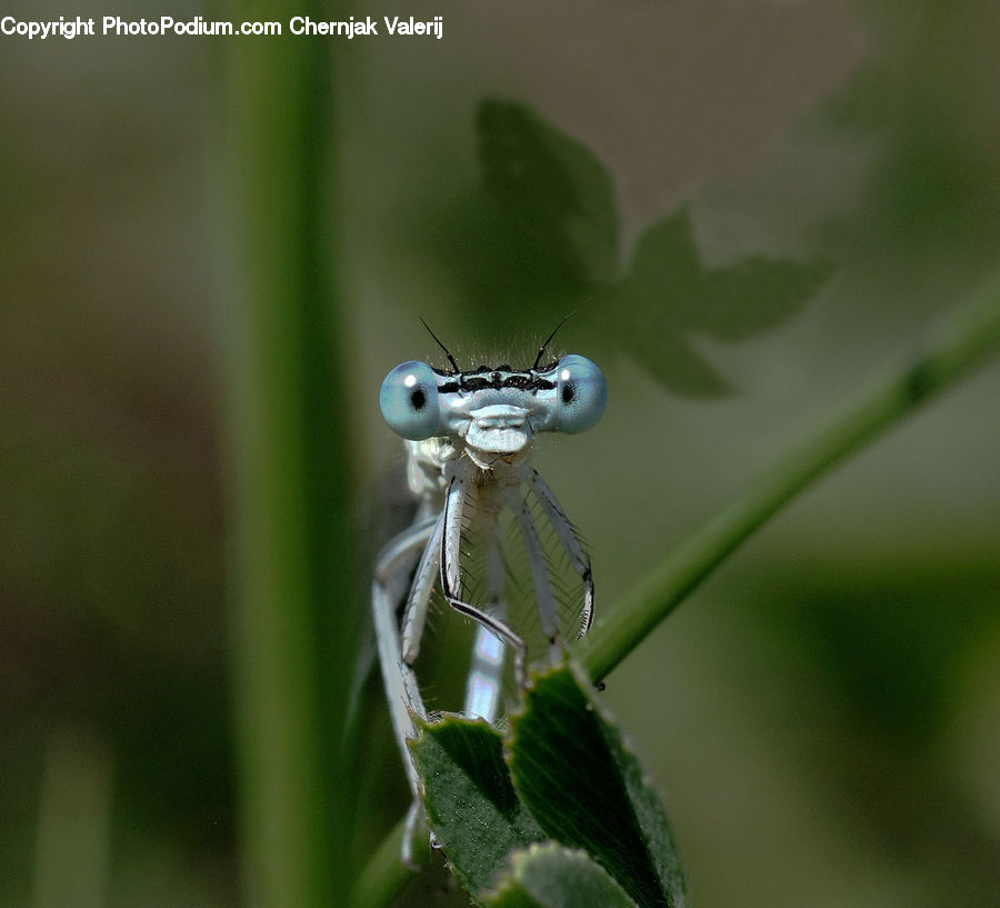 Ant, Insect, Invertebrate, Anisoptera, Dragonfly, Mosquito, Asilidae