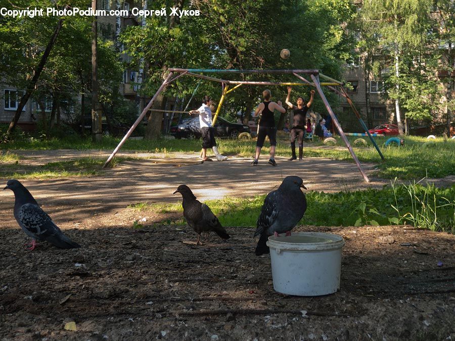 Bird, Pigeon, Yard, Dove, Backyard, Soil, Blackbird