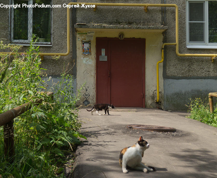 Animal, Cat, Mammal, Pet, Beagle, Canine, Dog