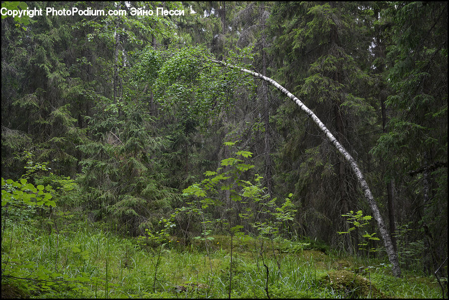 Forest, Jungle, Vegetation, Rainforest, Bush, Plant, Blossom