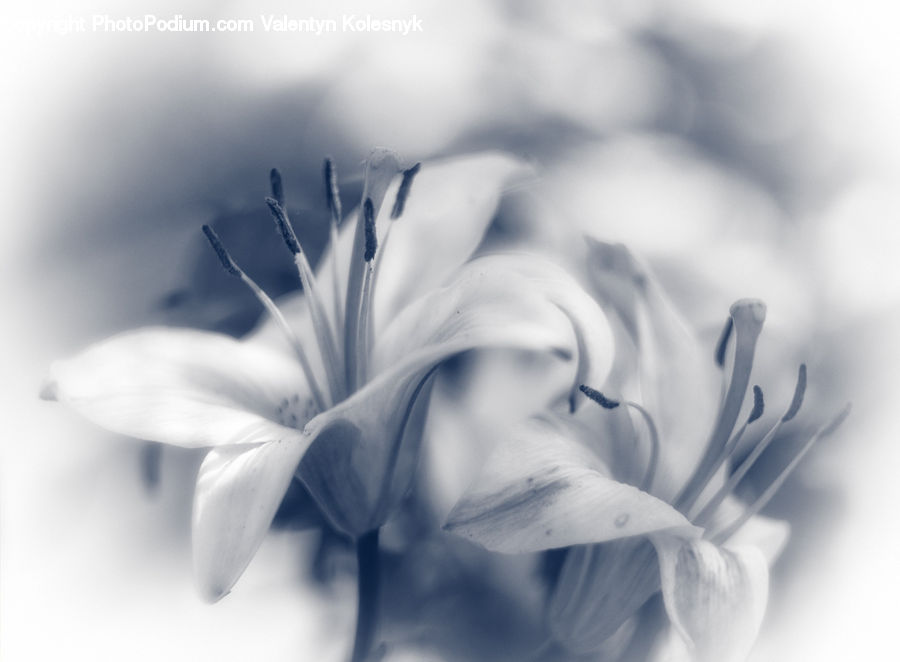 Flora, Flower, Gladiolus, Plant, Blossom, Peony, Geranium