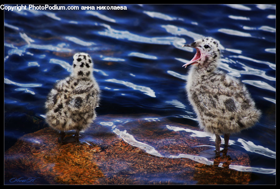 Bird, Grouse, Ptarmigan, Beak, Duck, Teal, Waterfowl