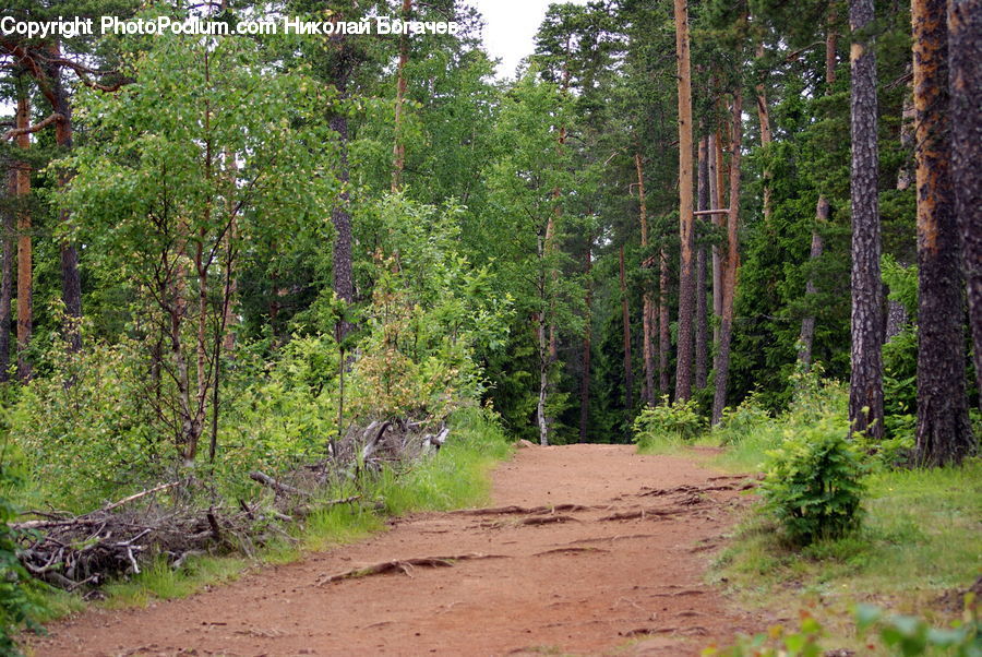 Dirt Road, Gravel, Road, Forest, Vegetation, Grove, Land