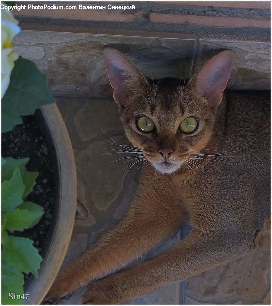 Abyssinian, Animal, Cat, Mammal, Pet