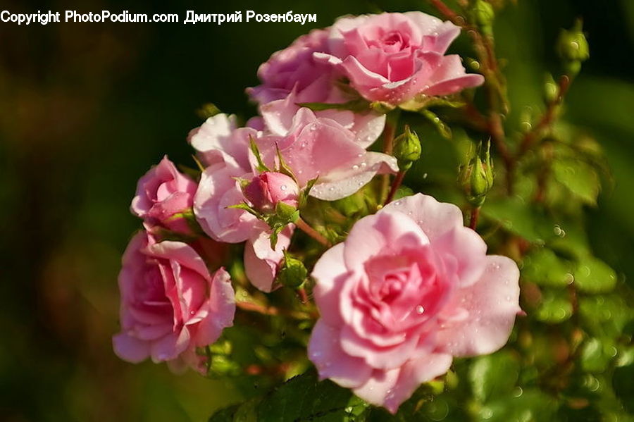 Blossom, Carnation, Flower, Plant, Flora, Rose, Flower Arrangement
