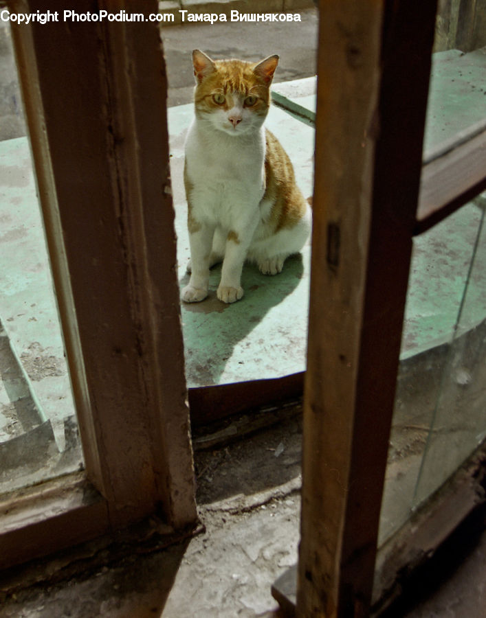 Animal, Cat, Mammal, Manx, Pet, Adorable, Crypt