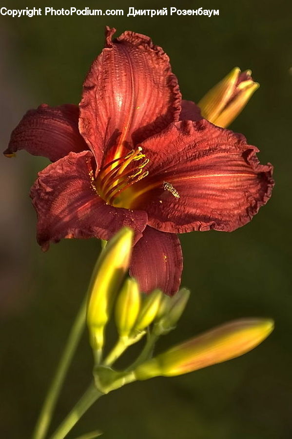 Blossom, Flora, Flower, Petal, Plant, Gladiolus, Geranium