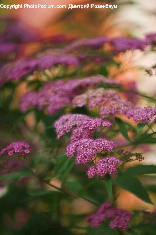 Blossom, Flora, Flower, Plant, Allium, Geranium, Bush