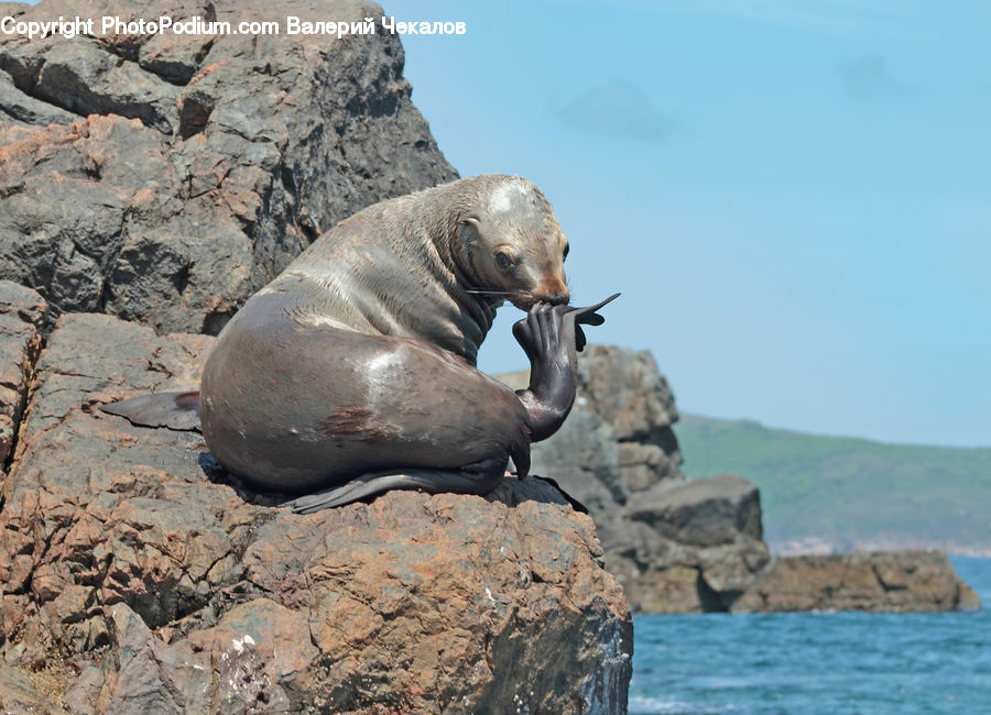 Animal, Mammal, Sea Life, Sea Lion, Seal