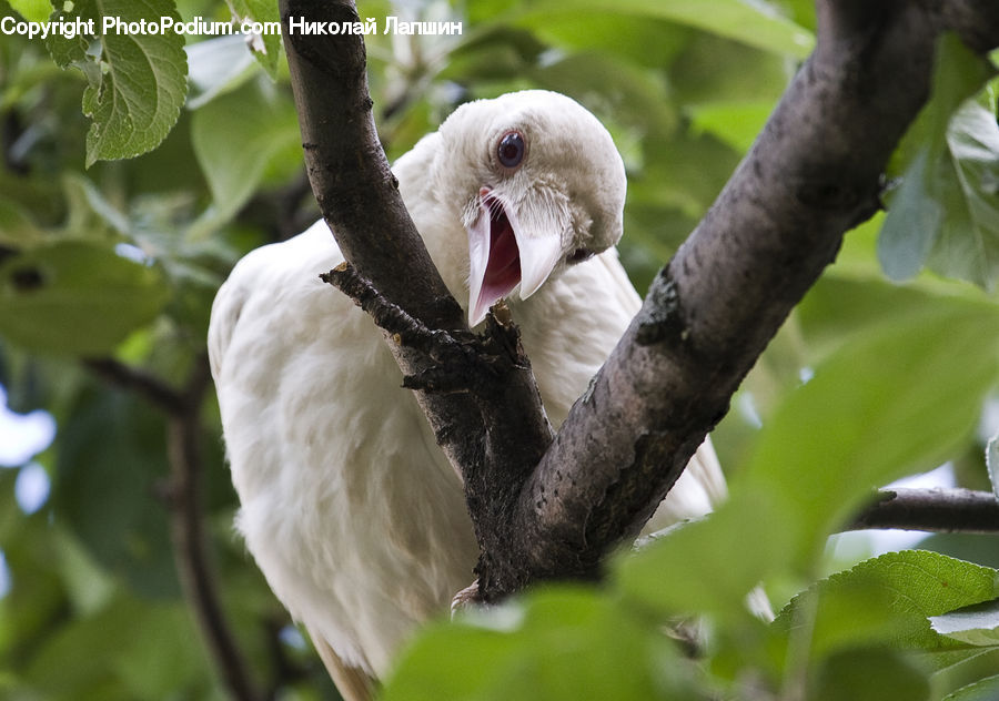 Bird, Booby, Beak, Birch, Tree, Wood, Blossom