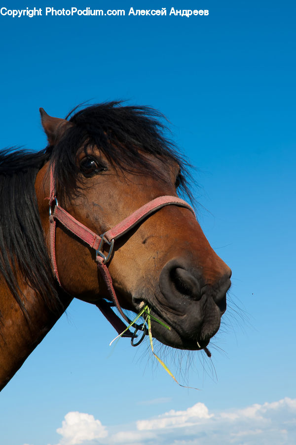 Head, Portrait, Animal, Colt Horse, Horse, Mammal, Stallion