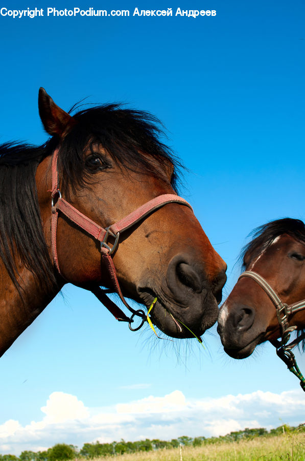 People, Person, Human, Animal, Colt Horse, Foal, Horse