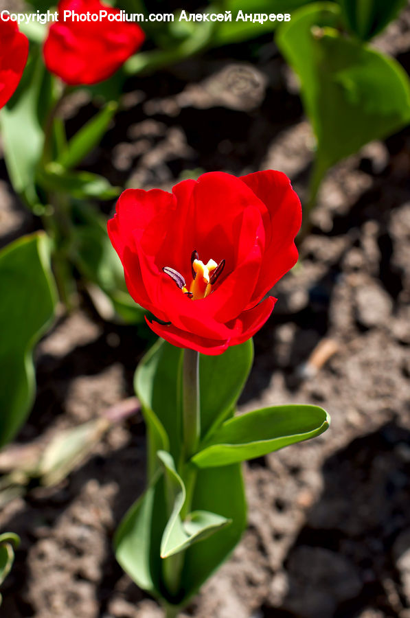 Blossom, Flora, Flower, Plant, Tulip, People, Person