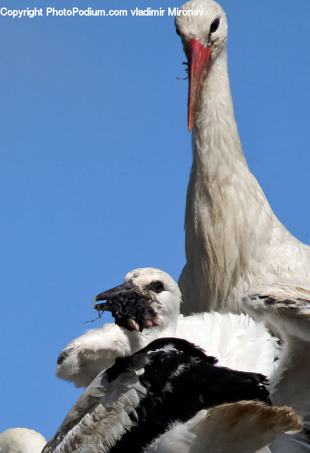 Bird, Stork, Booby, Beak, Crane Bird, Heron, Head